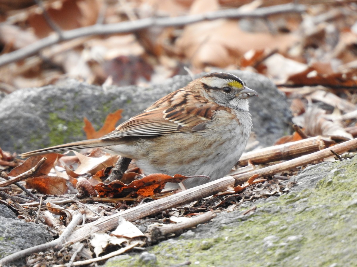 White-throated Sparrow - Goran Stankovic