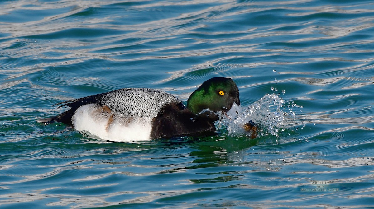 Greater Scaup - ML141992981