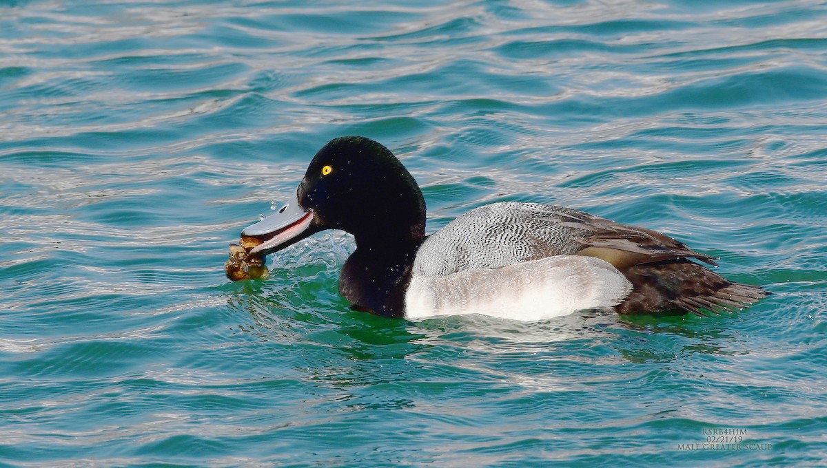 Greater Scaup - ML141993001