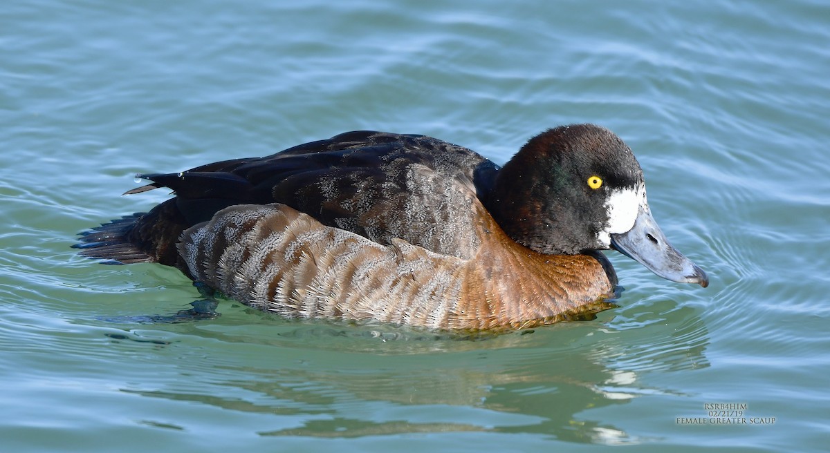 Greater Scaup - ML141993041