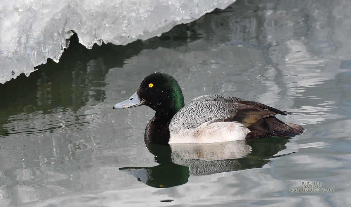 Greater Scaup - ML141993051