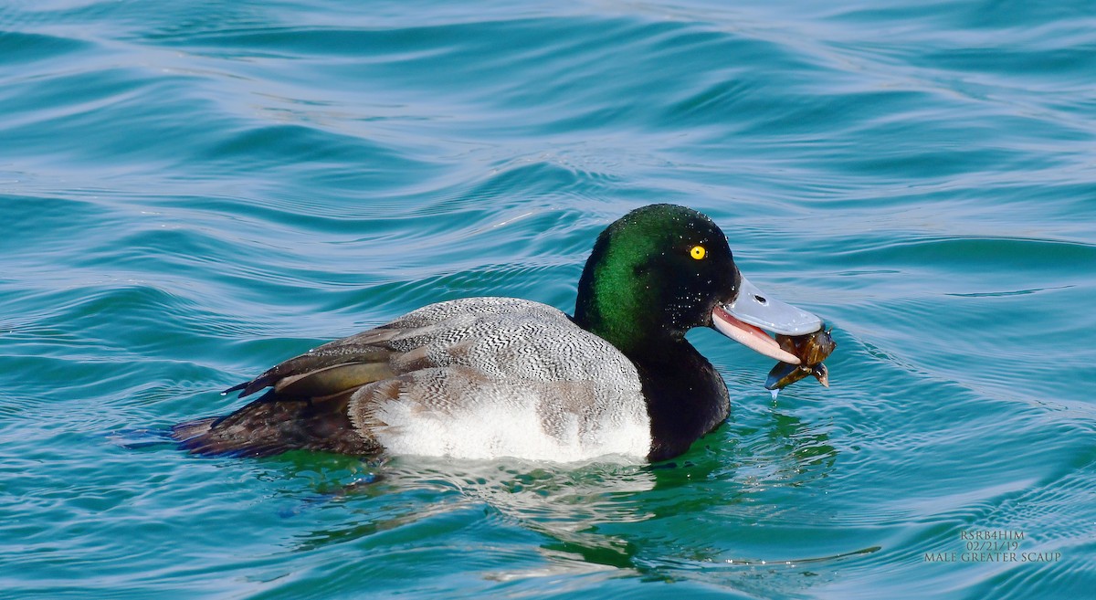Greater Scaup - ML141993061