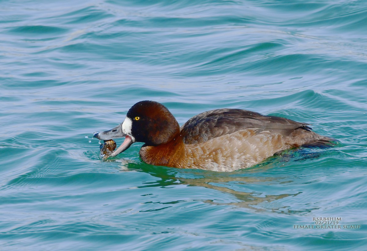 Greater Scaup - ML141993071