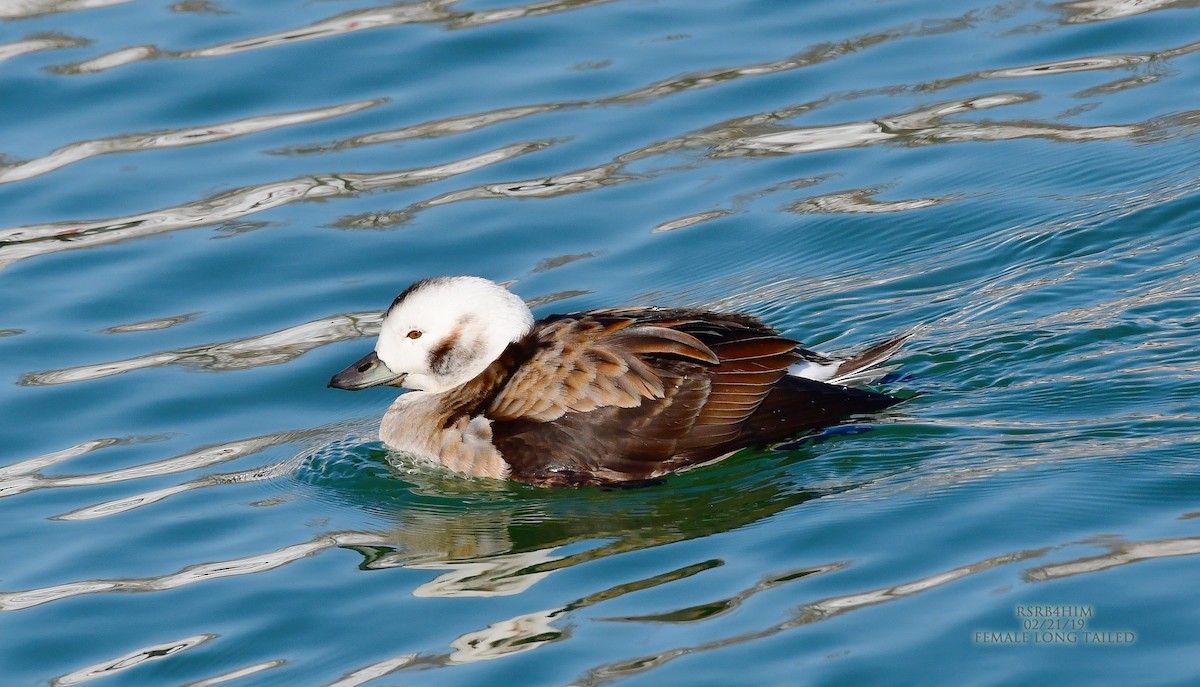 Long-tailed Duck - ML141993331