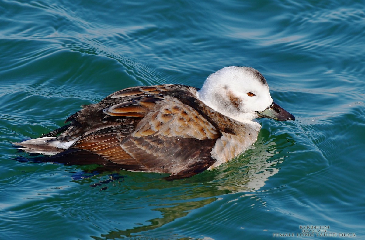 Long-tailed Duck - ML141993351