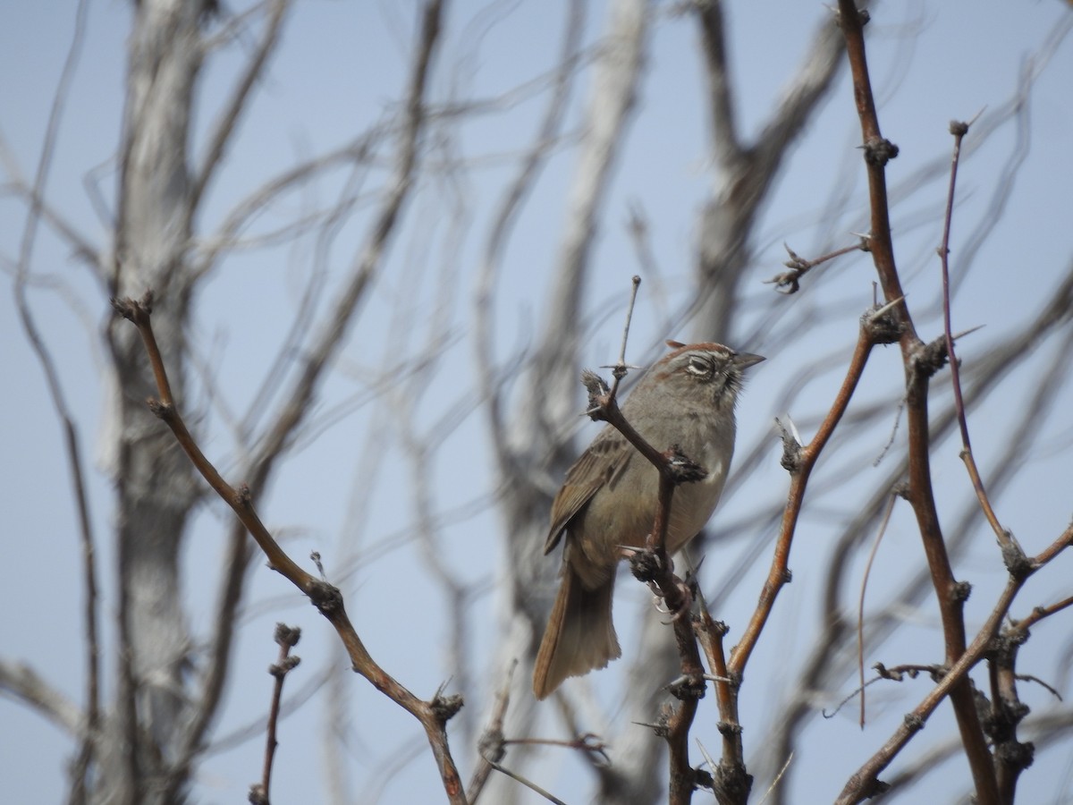 Rufous-crowned Sparrow - Bill Blauvelt