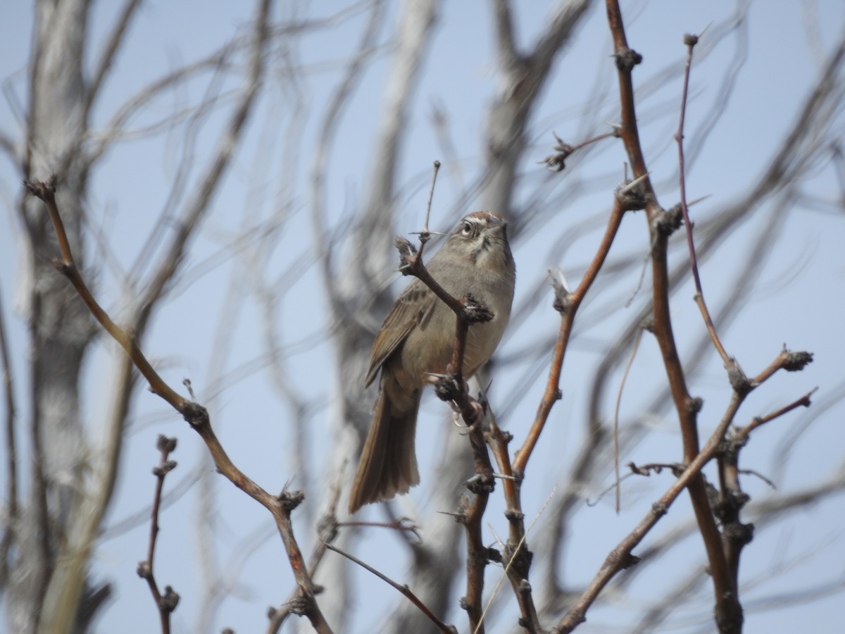 Rufous-crowned Sparrow - Bill Blauvelt