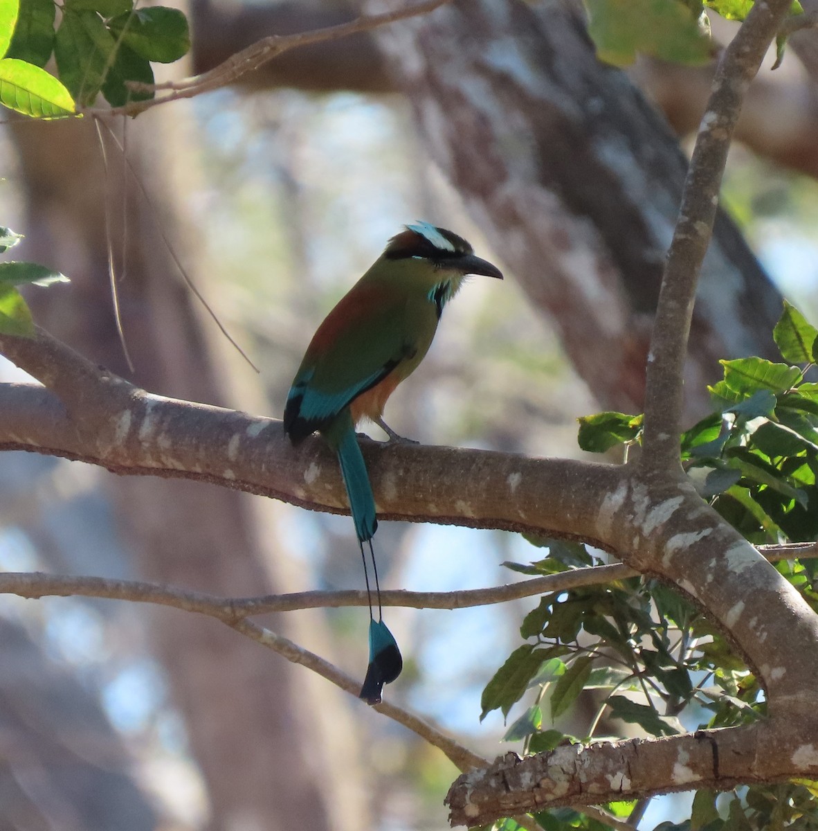 Turquoise-browed Motmot - Laurie Reynolds