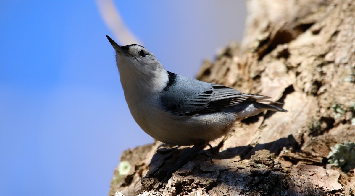 White-breasted Nuthatch - Joey Herron