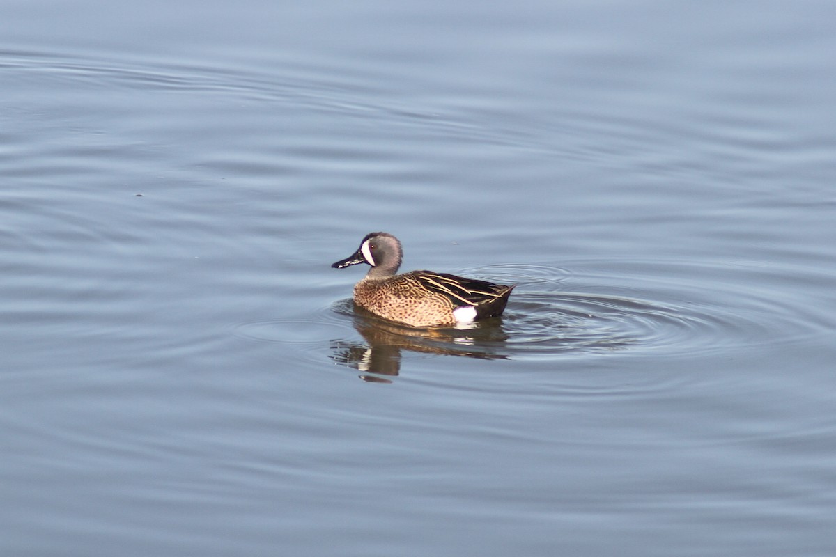 Blue-winged Teal - ML141994521