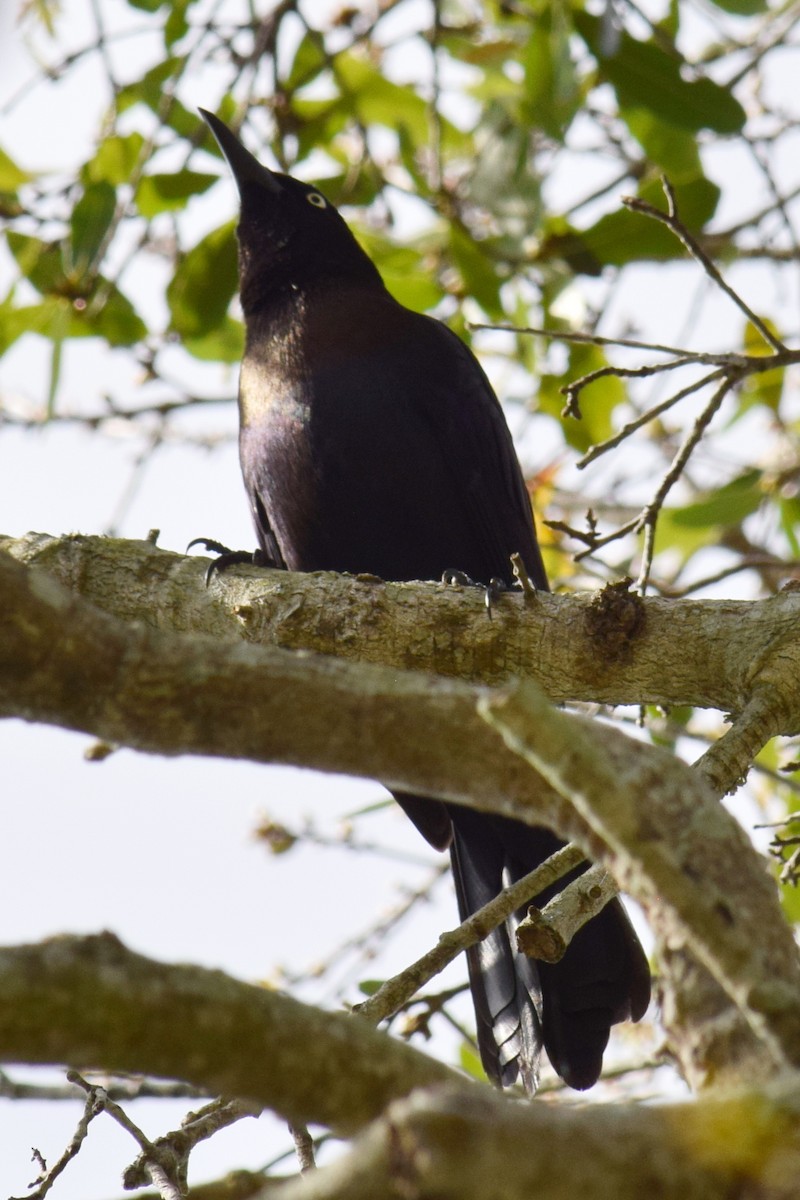 Common Grackle - Anne Fay