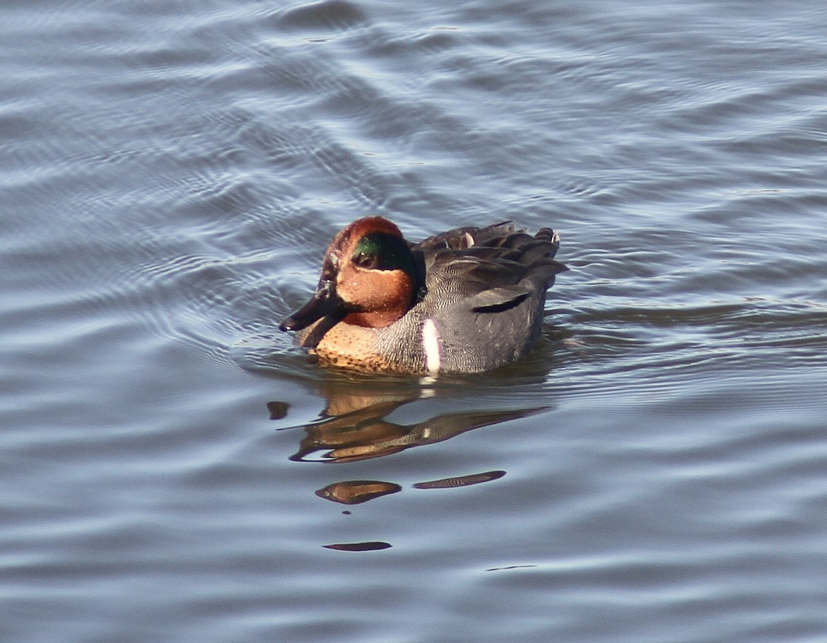 Green-winged Teal - ML141995441