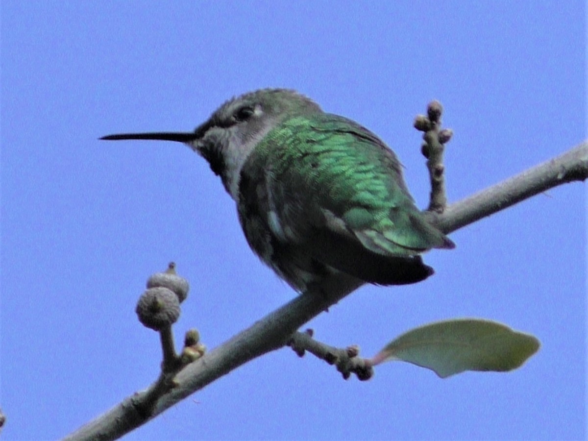 Anna's Hummingbird - ML141995481