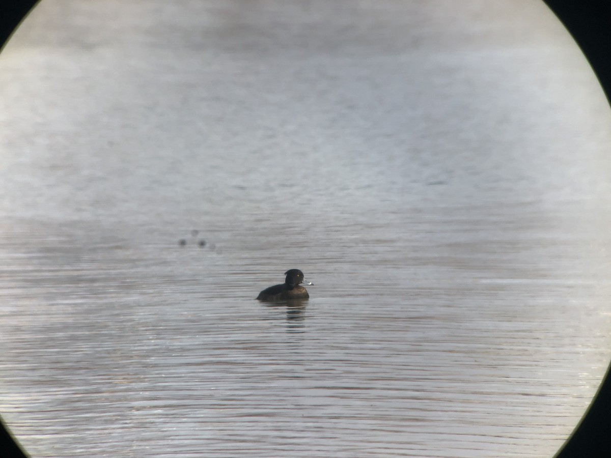 Tufted Duck - ML141996131
