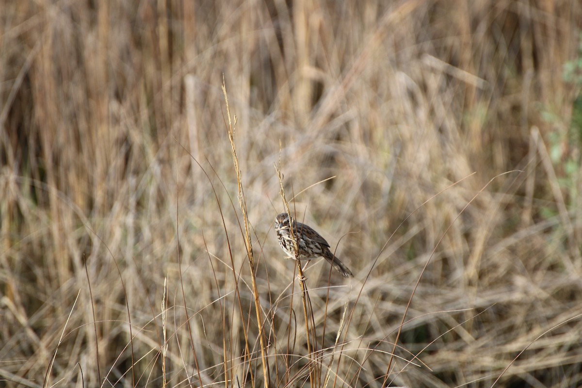 Song Sparrow - Tommy Hekl