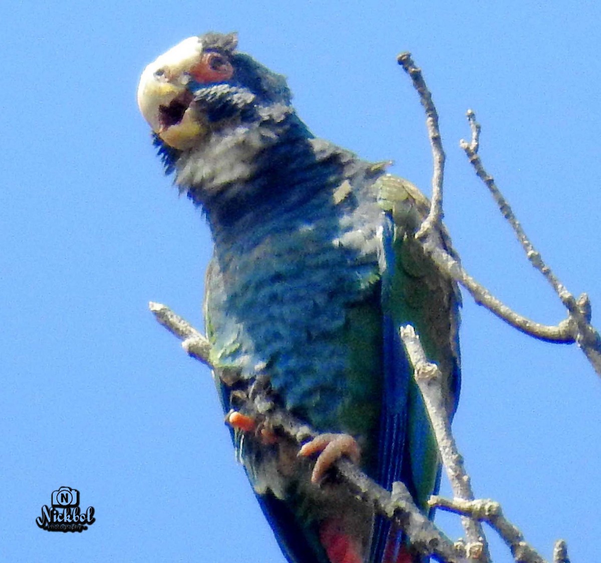 White-crowned Parrot - ML141996321