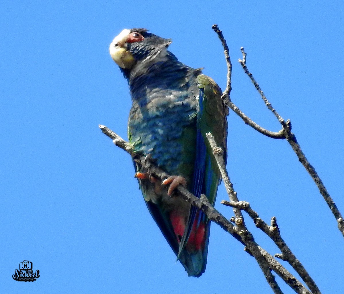 White-crowned Parrot - ML141996371