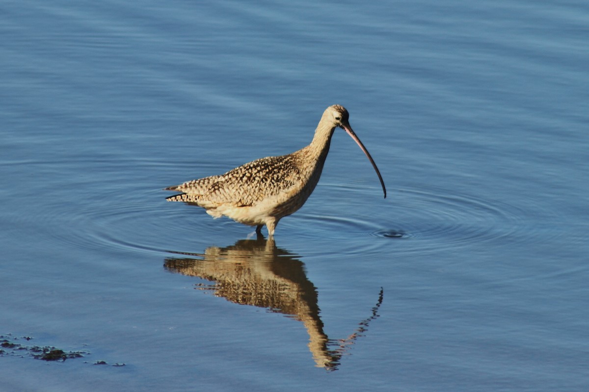 Long-billed Curlew - ML141996831