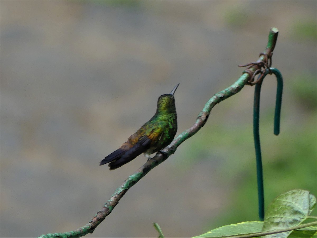 Copper-rumped Hummingbird - Susan Brauning