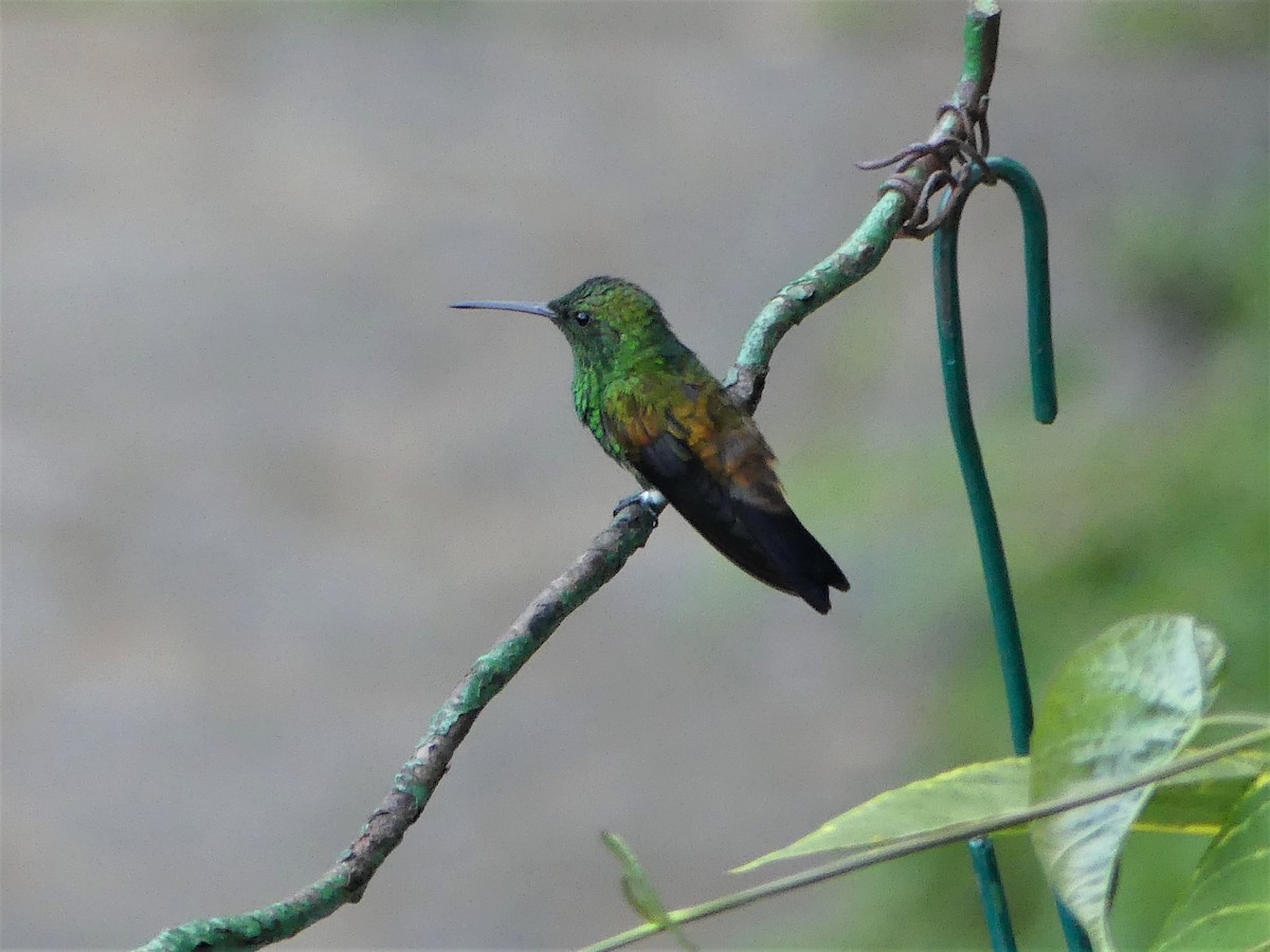 Copper-rumped Hummingbird - Susan Brauning
