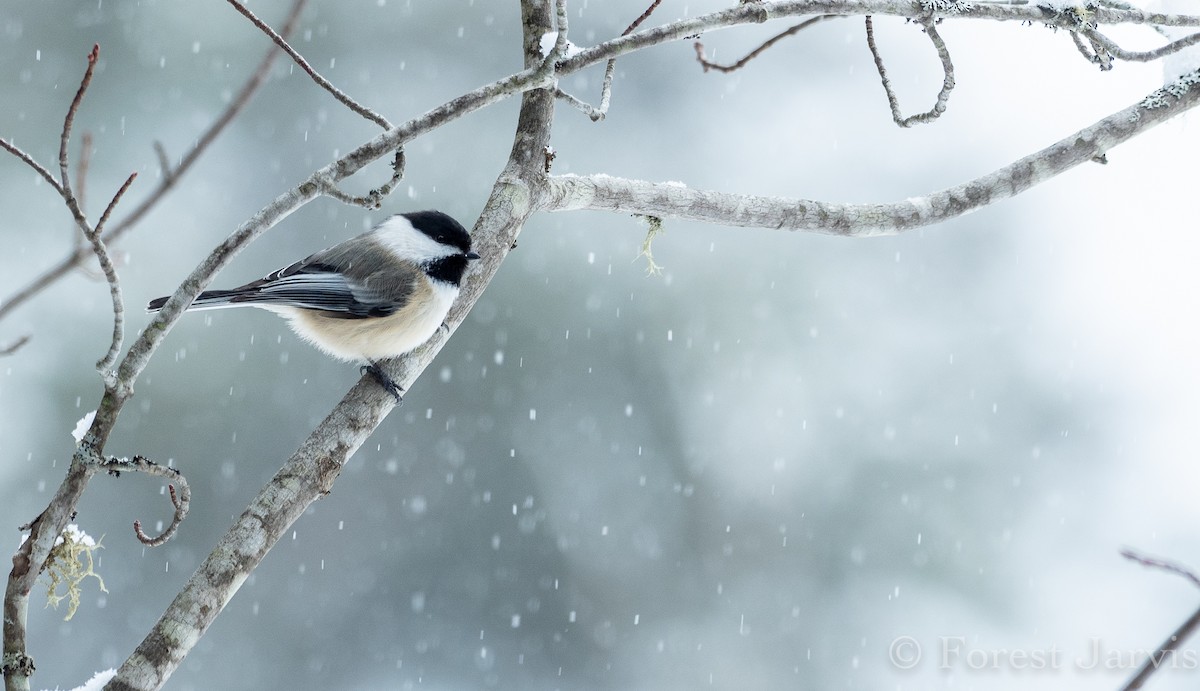 Black-capped Chickadee - Forest Botial-Jarvis