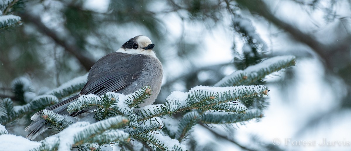 Canada Jay - Forest Botial-Jarvis