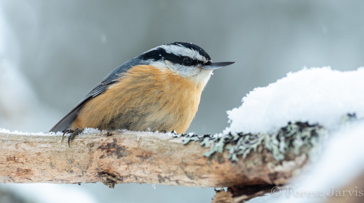 Red-breasted Nuthatch - Forest Botial-Jarvis