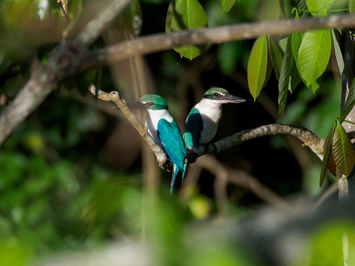 Collared Kingfisher - Karyne Wee