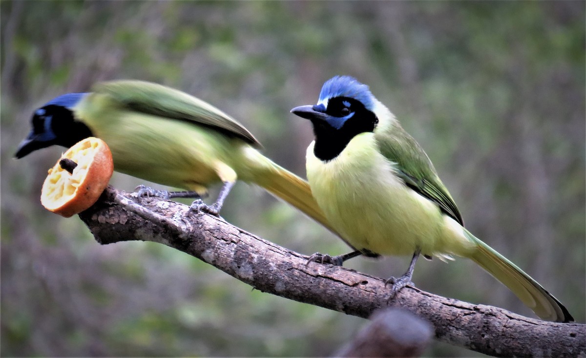 Green Jay - judy parrot-willis