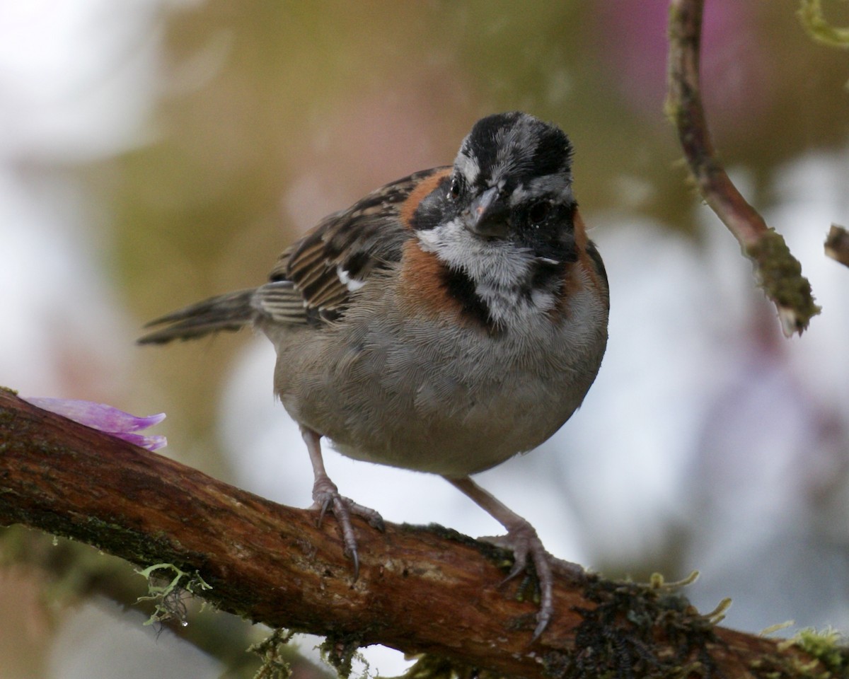 Rufous-collared Sparrow - Doug Cooper