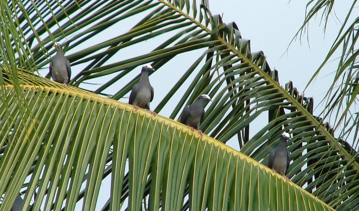 White-crowned Pigeon - ML141998741