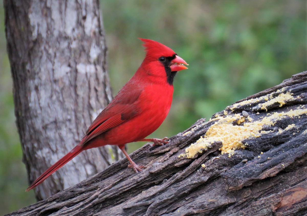 Northern Cardinal - judy parrot-willis