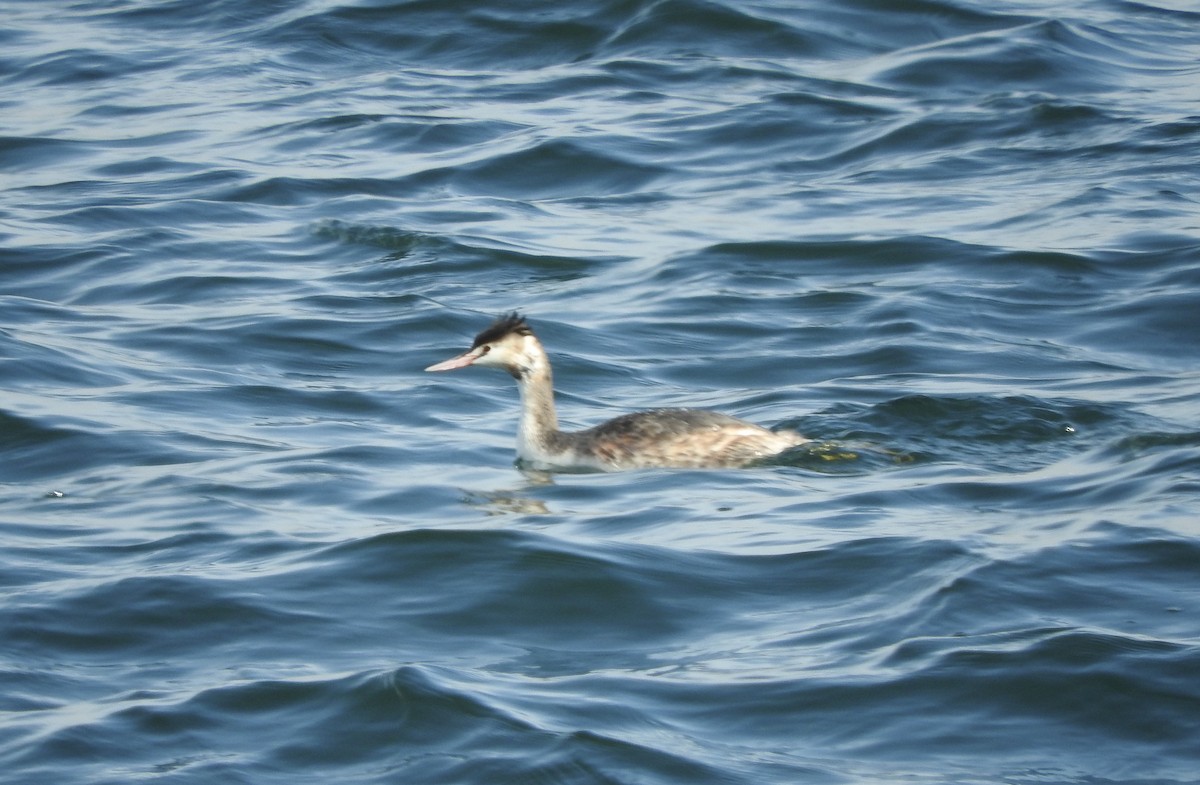 Great Crested Grebe - ML141999041
