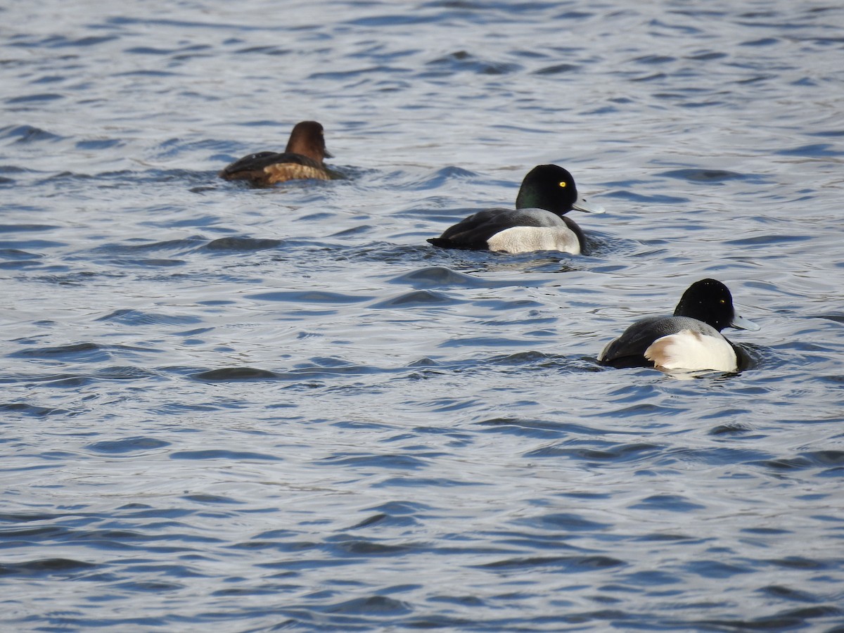Greater Scaup - David Whitehouse