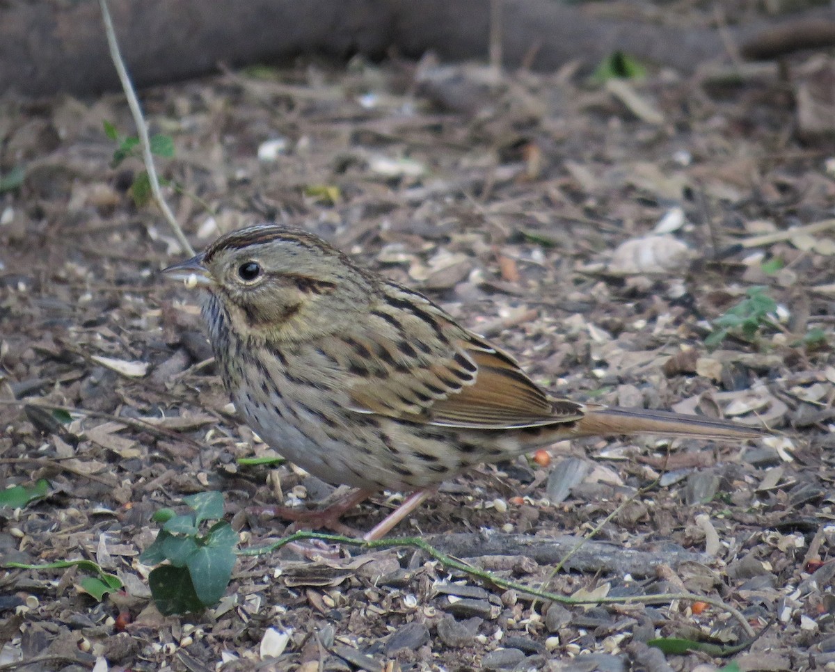 Lincoln's Sparrow - judy parrot-willis