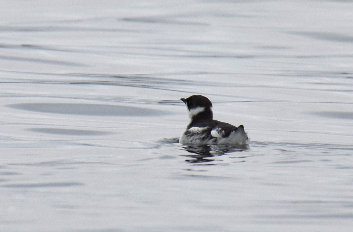 Marbled Murrelet - Ryan O'Donnell