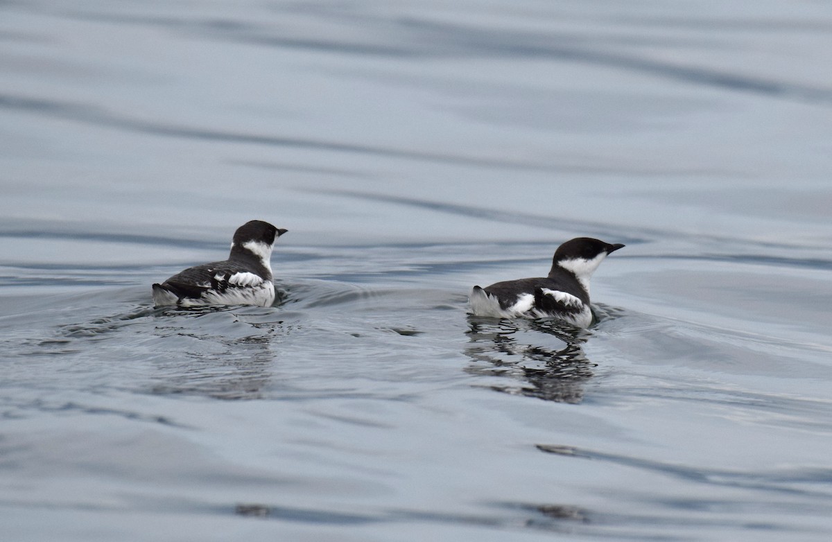 Marbled Murrelet - Ryan O'Donnell