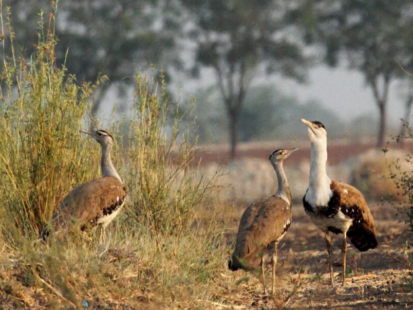 great indian bustard sanctuary