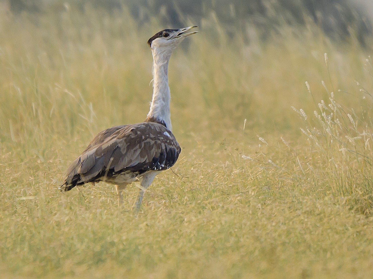 Great Indian Bustard - Saurabh Sawant