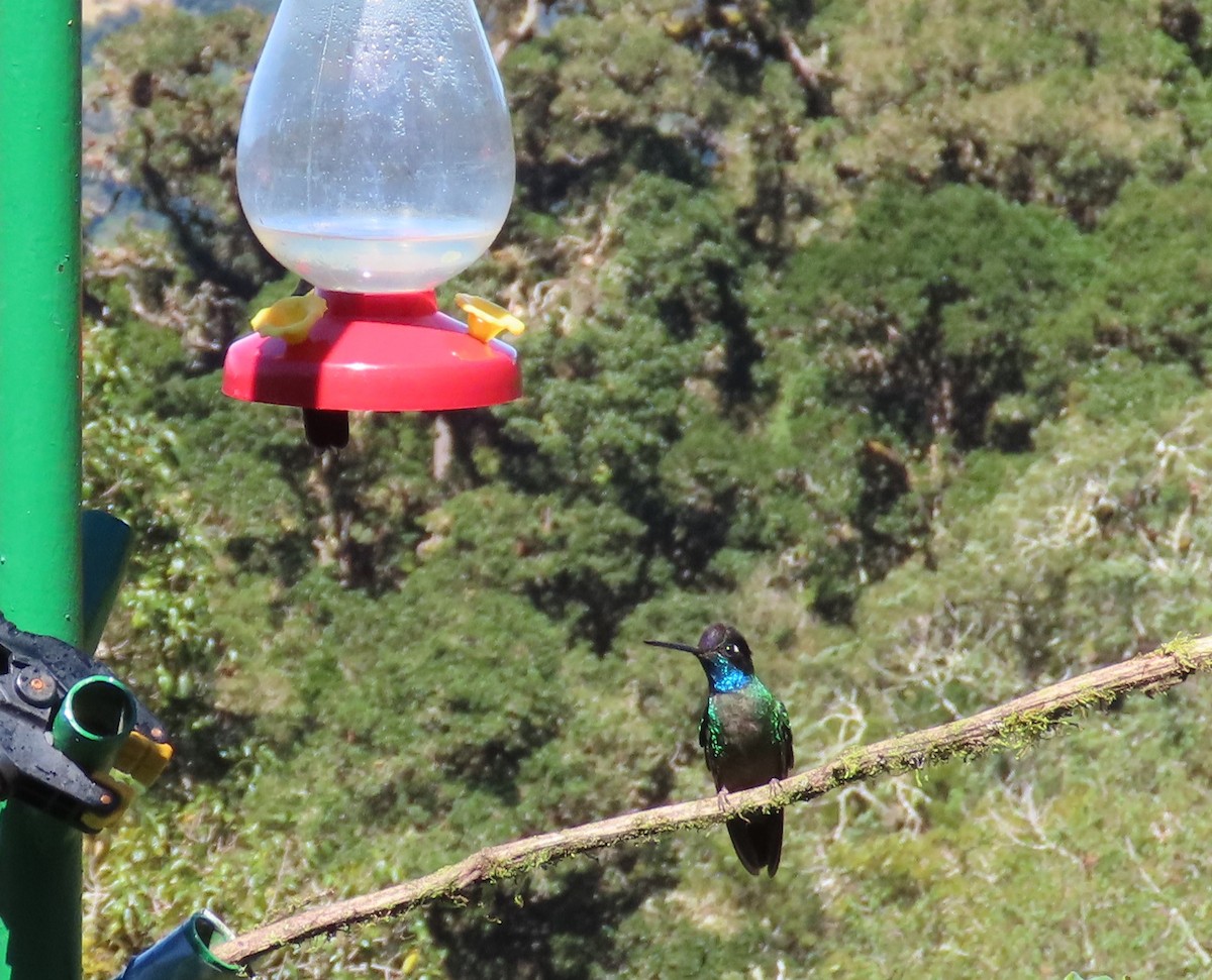 Talamanca Hummingbird - ML142000461