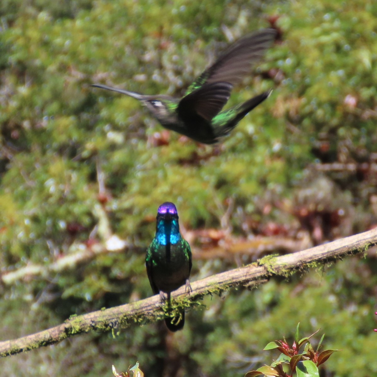 Talamanca Hummingbird - ML142000471