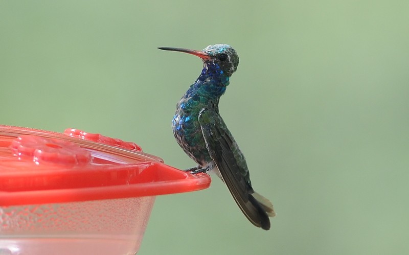 Broad-billed Hummingbird - Nancy Hetrick