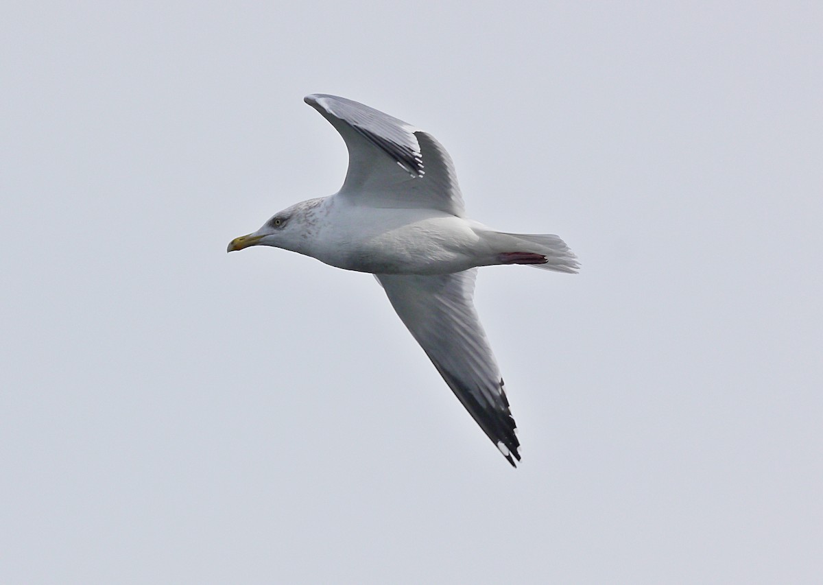 Herring Gull - Fawn Bowden