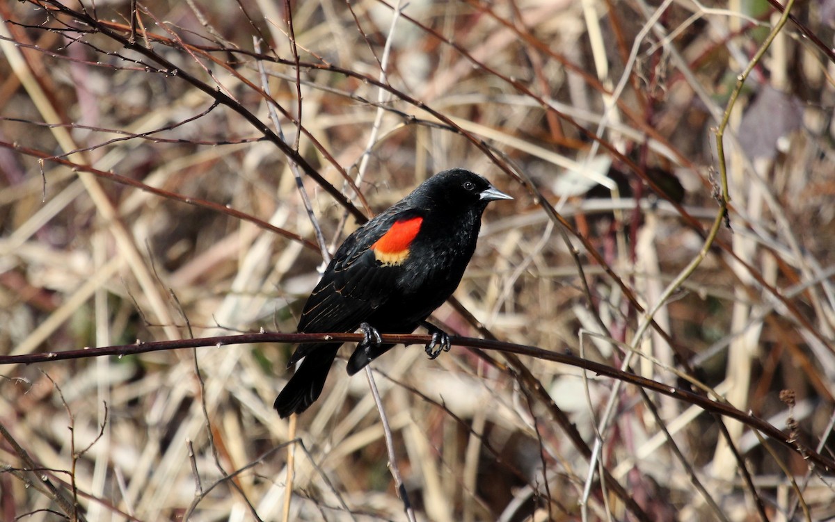 Red-winged Blackbird - Nels Nelson