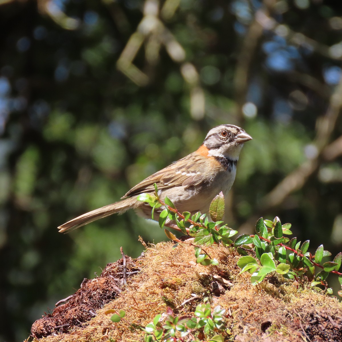 Rufous-collared Sparrow - Laurie Reynolds