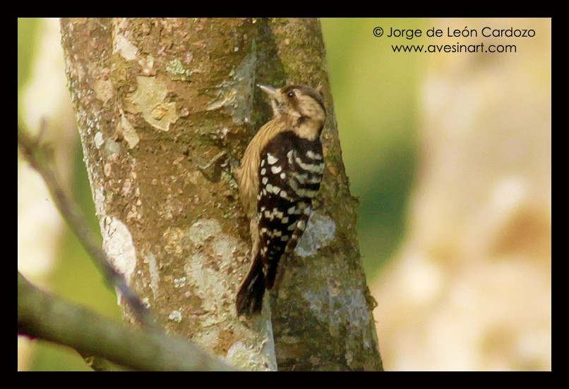 Gray-capped Pygmy Woodpecker - Jorge de Leon Cardozo