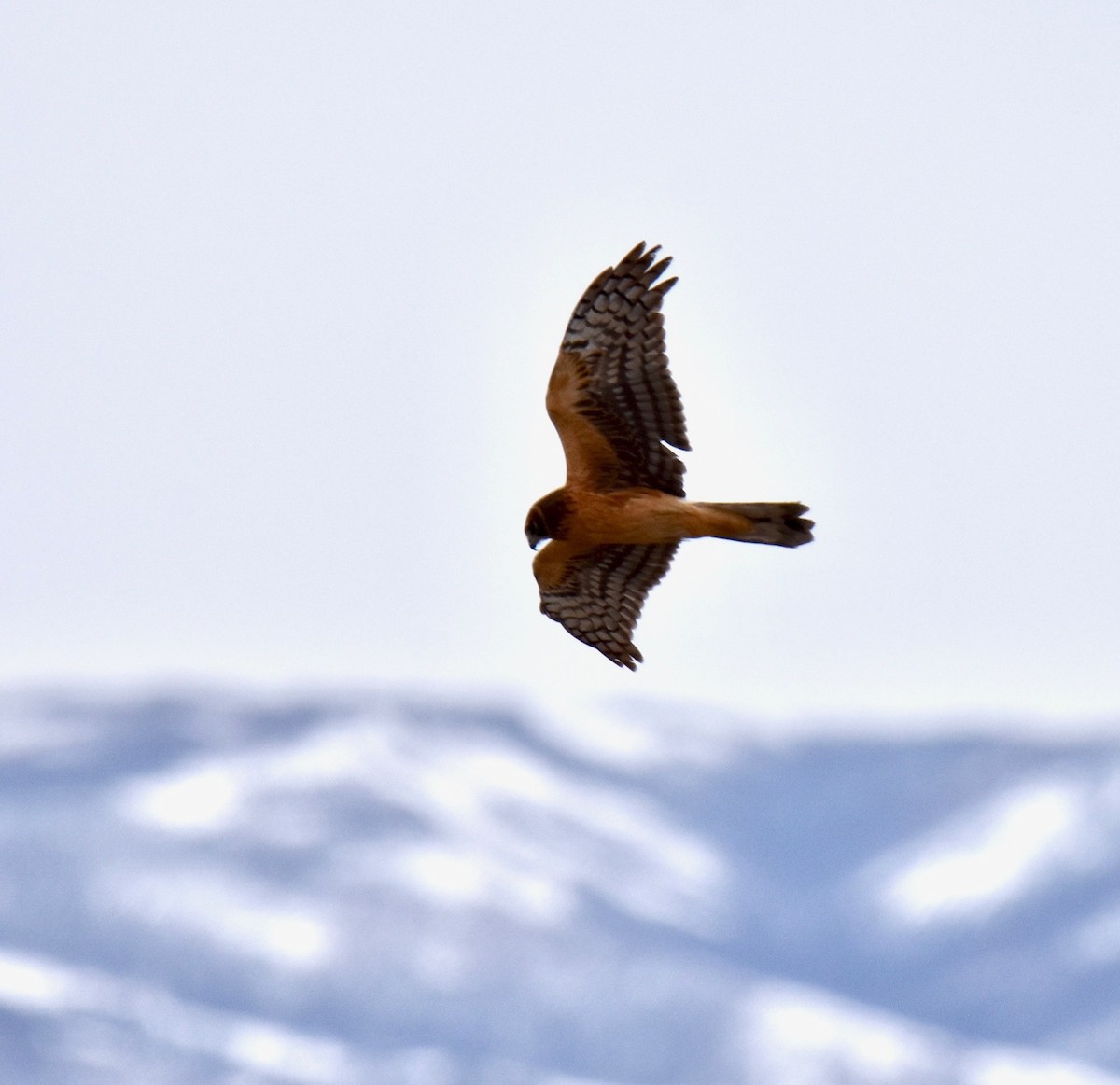 Northern Harrier - Janet Tate