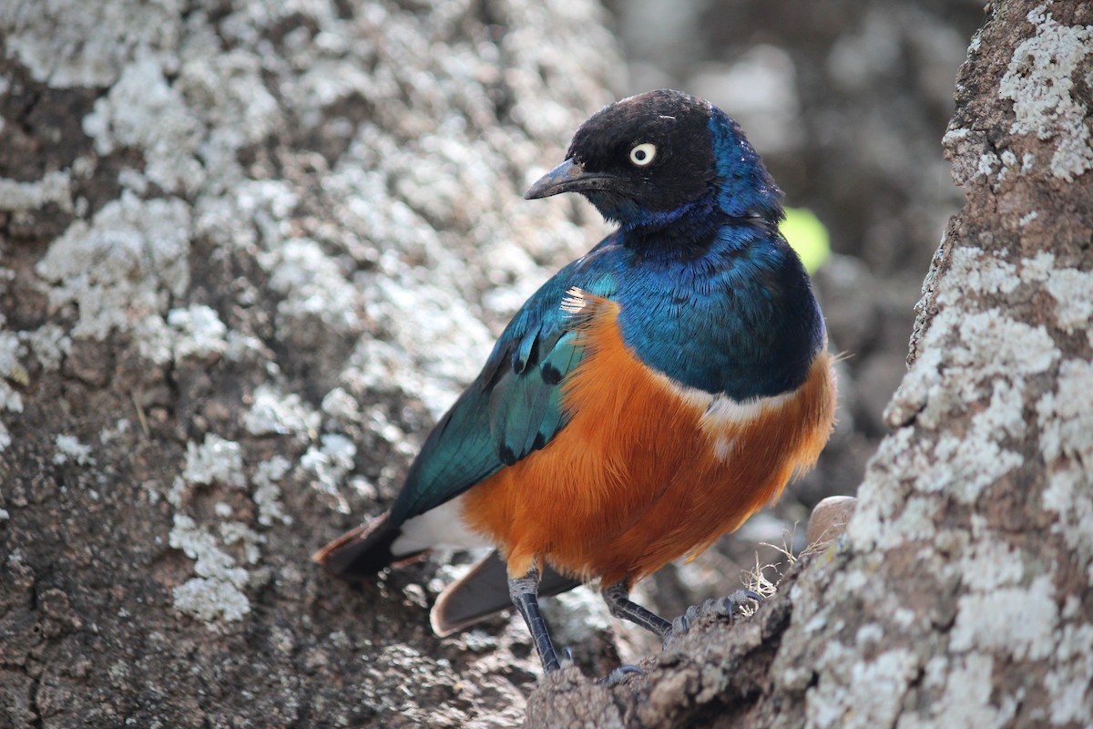 Superb Starling - Cat To