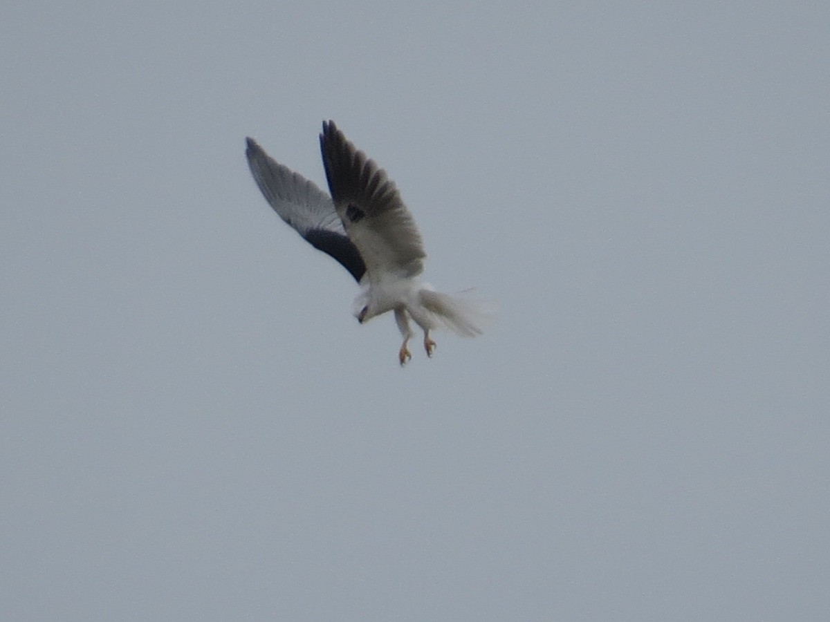 White-tailed Kite - Sierra Downes