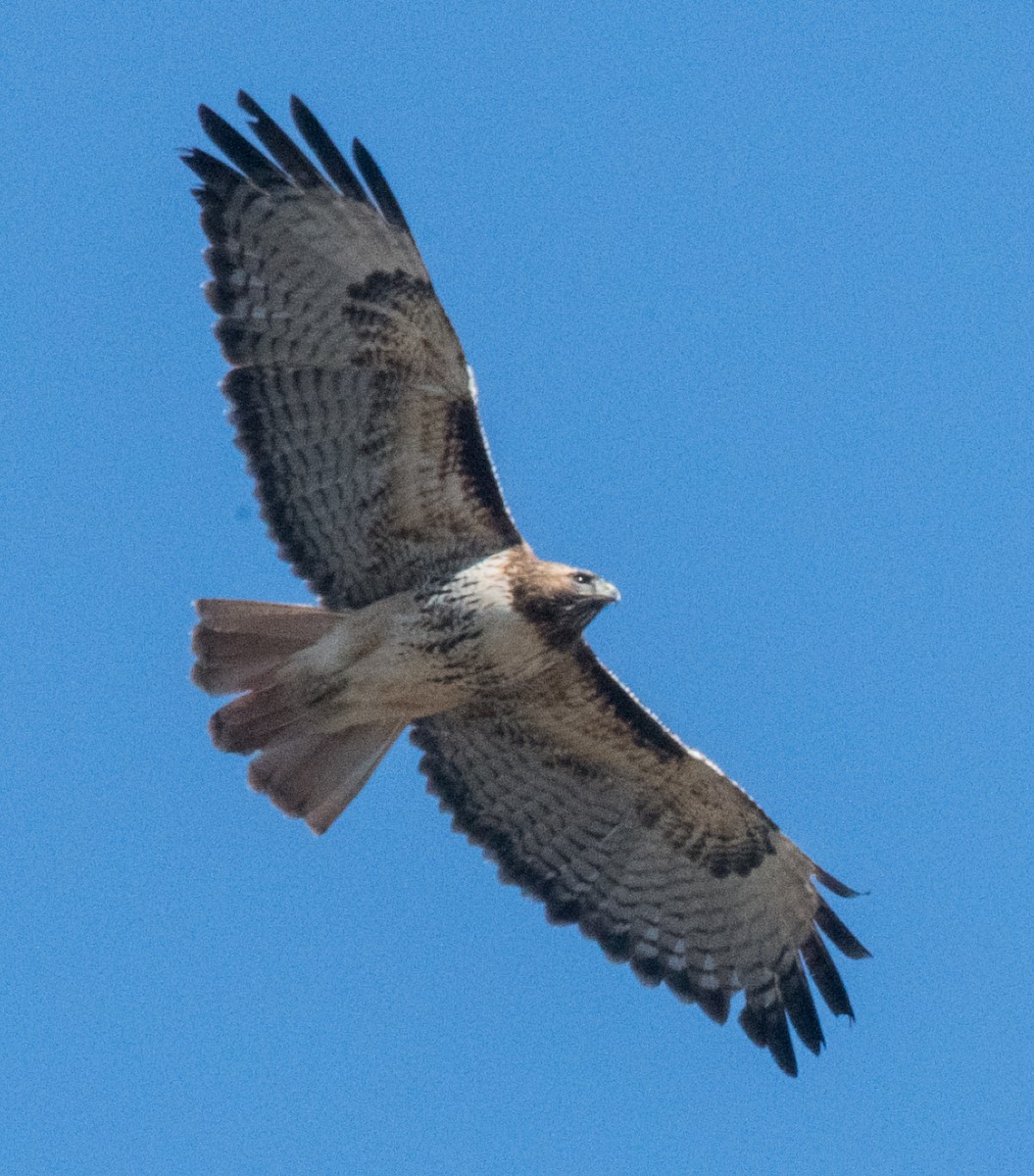 Red-tailed Hawk - Jeff Goulding
